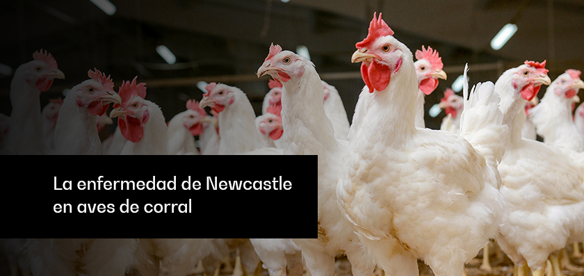 Newcastle disease in poultry