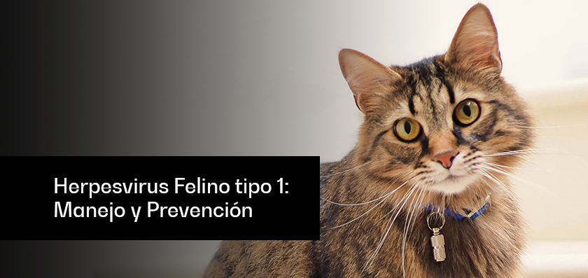 Feline herpesvirus type 1: management and prevention