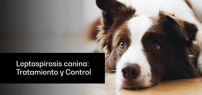 Canine Leptospirosis: Treatment and Control